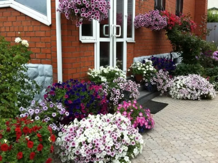 quelles fleurs mettre en jardinière en avril petunias devant unemaison