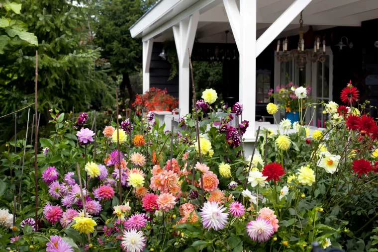 quelles sont les fleurs à planter en ce moment asteras devant maison auveranda blanc