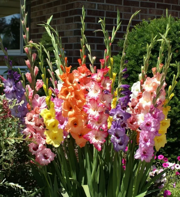 quelles sont les fleurs à planter en ce moment glaieuls differentes couleurs