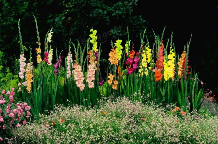 quelles sont les fleurs à planter en ce moment glaieuls rouges