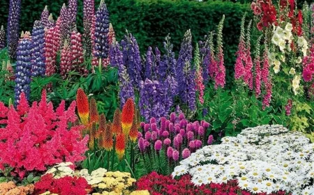 quelles sont les fleurs qui repoussent tous les ans lupin