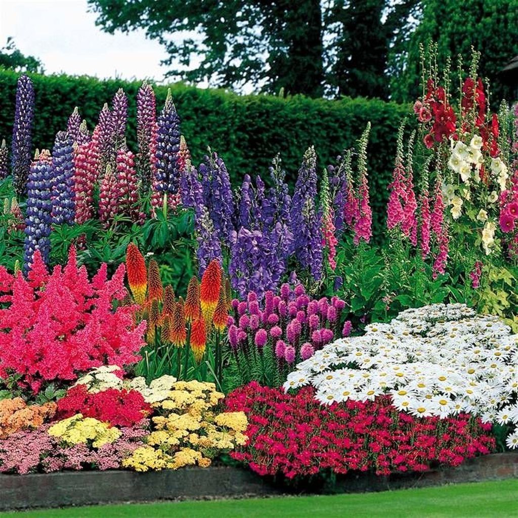 Quelles plantes vivaces pour un massif fleuri toute lannée ? Découvrez les  fleurs à semis automatique pour en sublimer votre jardin!