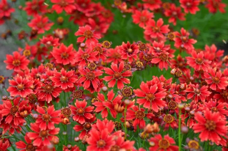 quelles sont les plus belles plantes vivaces coreopsis