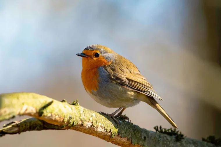 rouge gorge perche sur une branche comment attirer cet oiseau dans son jardin