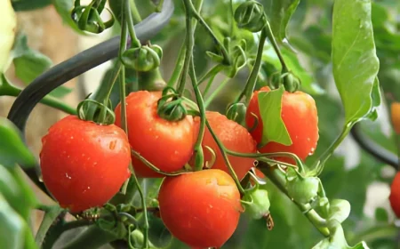 six tomates rouges taille moyenne et une petite pretes a cueillir avec d autres mini tomates encore vertes