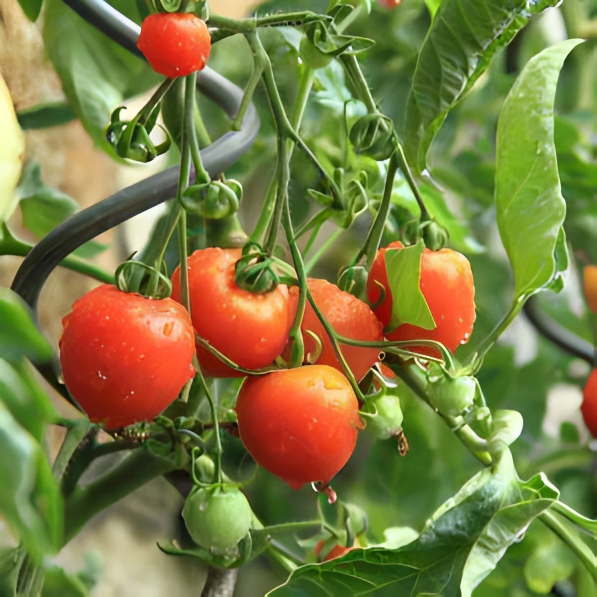 six tomates rouges taille moyenne et une petite pretes a cueillir avec d autres mini tomates encore vertes