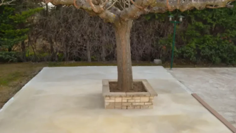 terrasse en beton avec arbre plante au milieu comment maintenir sa terrasse propre et seche