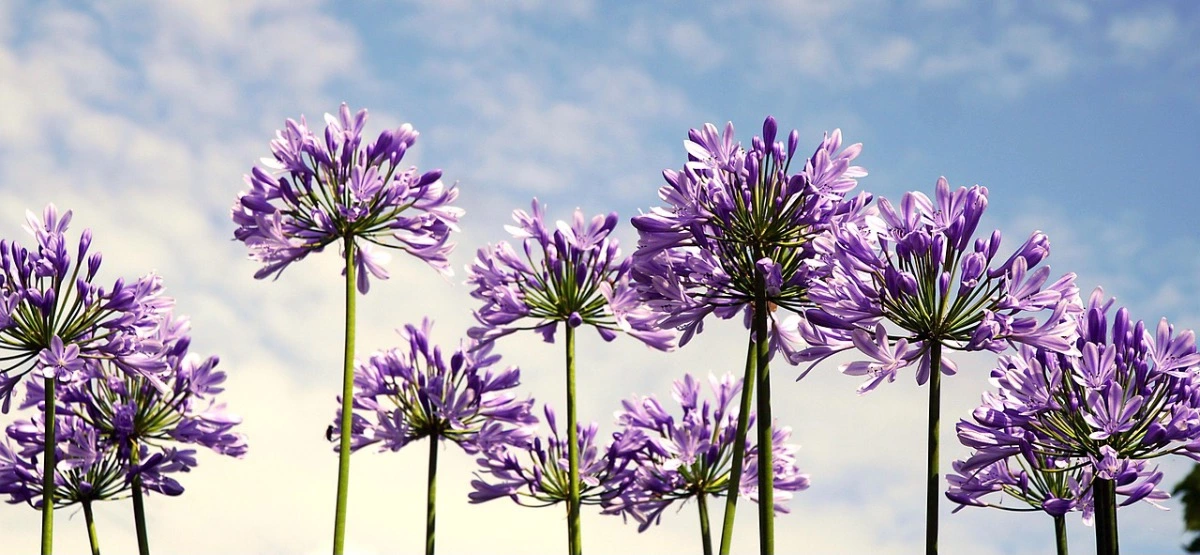 treize fleurs d agapanthe couleur violette sur fond du ciel bleu et quelques nuages blancs parcemes