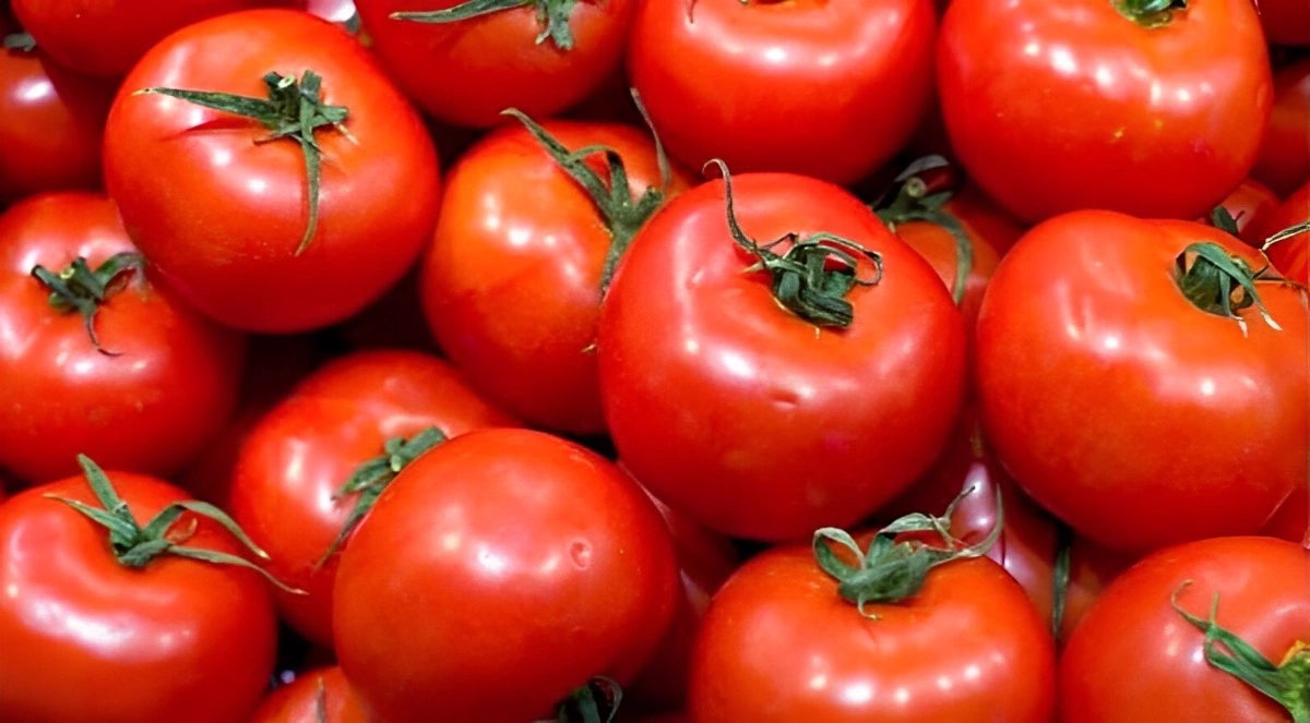 un tas de tomates rouges de la variete alaska