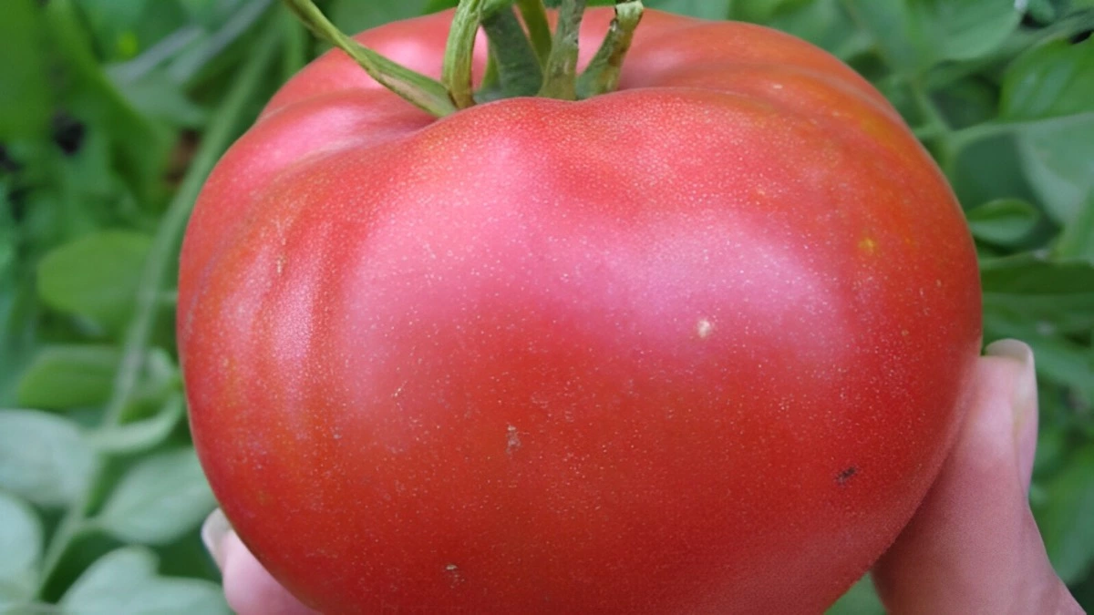 zoom sur une grosse tomate de la variete pink honey