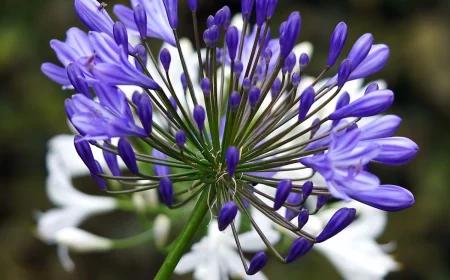 agapanthe bleu sur fond d agapanthe blanc