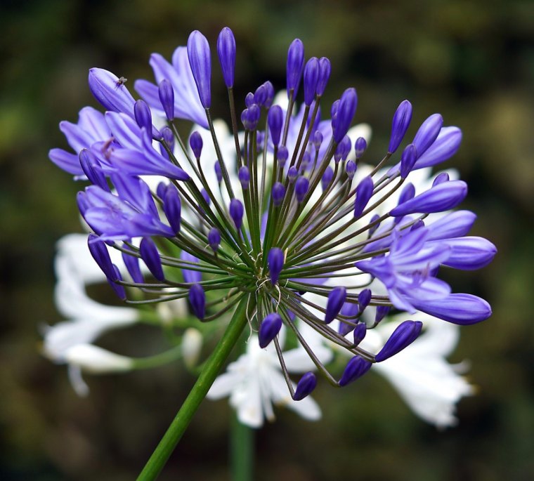 agapanthe bleu sur fond d agapanthe blanc