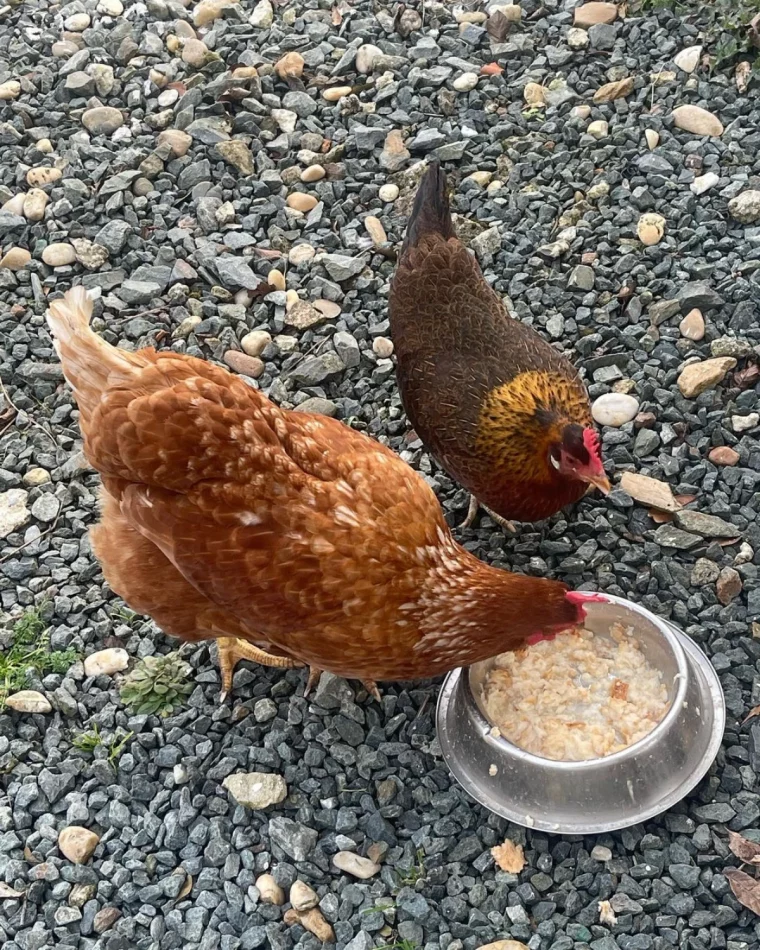 alimentation equilibree des poules