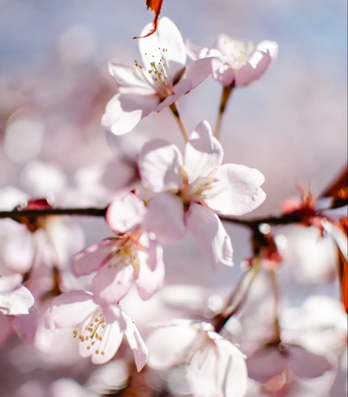 arbres fleuries allergie au pollen au printemps plantes