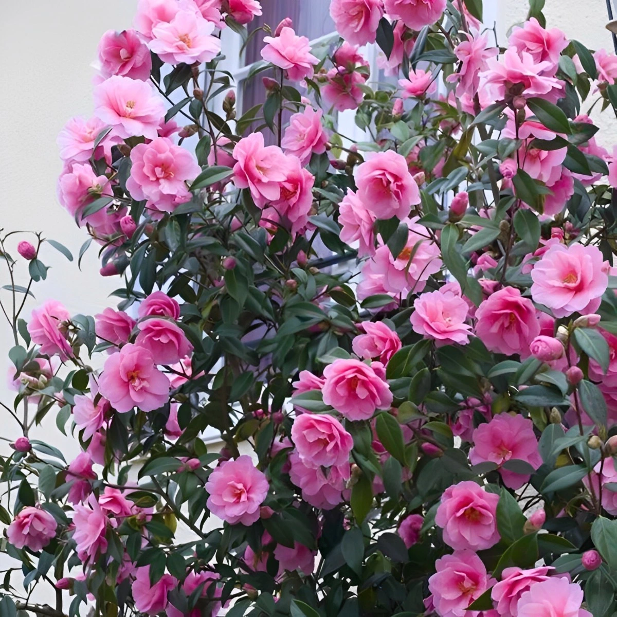 arbuste abondamment fleuri de camelia rose