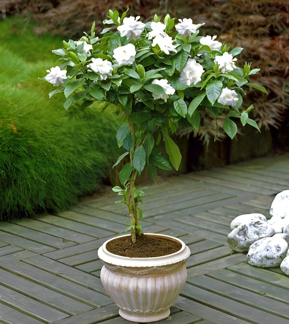arbuste en pot de gardenia a fleurs blanches