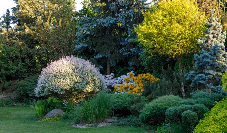 arbustes dans un massif et haie dans un jardin vert