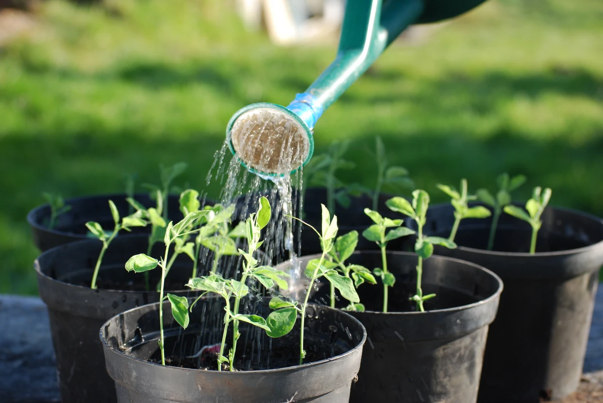 arrosage des semis de tomates qui jaunissent pot en plastique