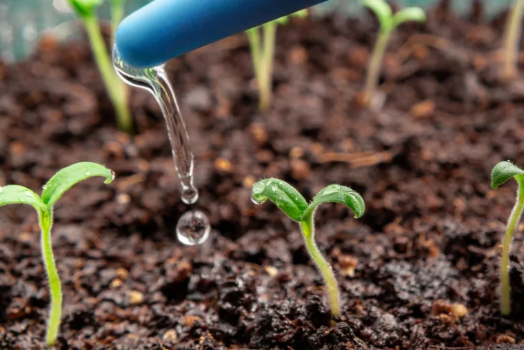 arrosage des semis de tomates terre goutte d eau