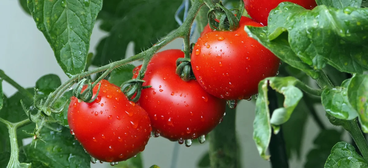 arrosage des tomates quand et combien conseils de pro