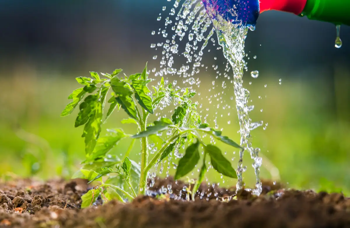 riego después de fertilizar las plantas de tomate