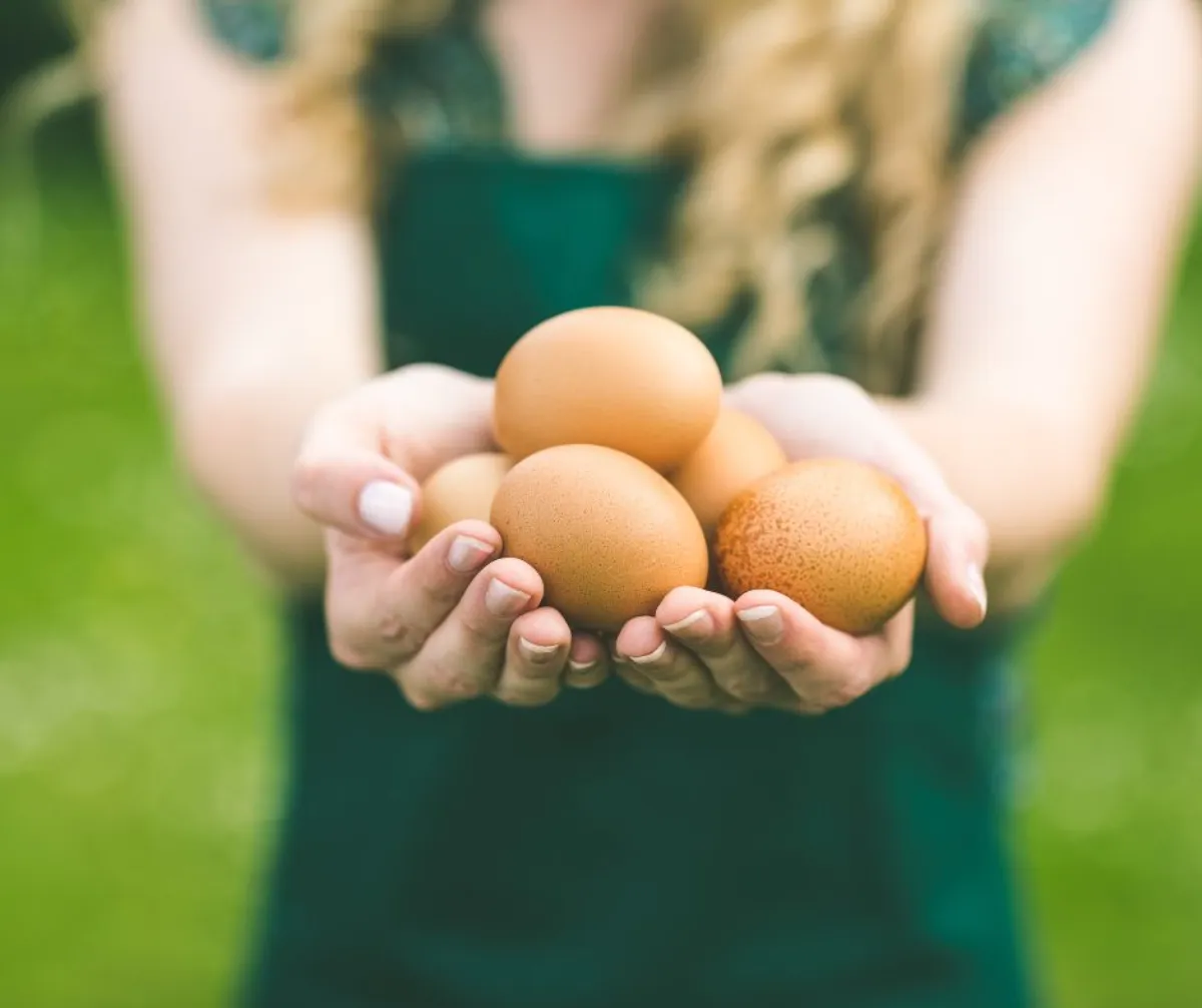 astuces de grand mère pour avoir de belles tomates bienfaits planter un oeuf sous tomates