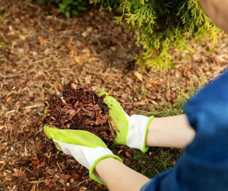 astuces de grand mère pour arroser moins et retenir l humidité le paillage de potager