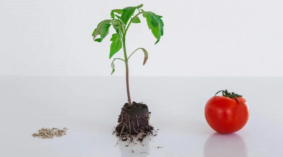 astuces et conseils de pro pour bien planter les tomates plant tomate rouge