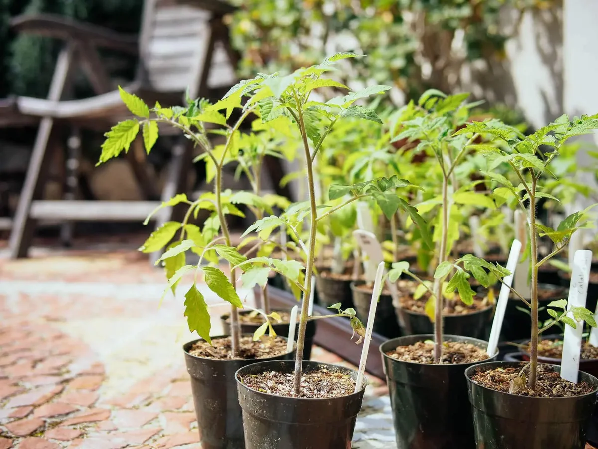 astuces pour calculer la meilleure periode de plantation de tomates en pot feuilles vertes