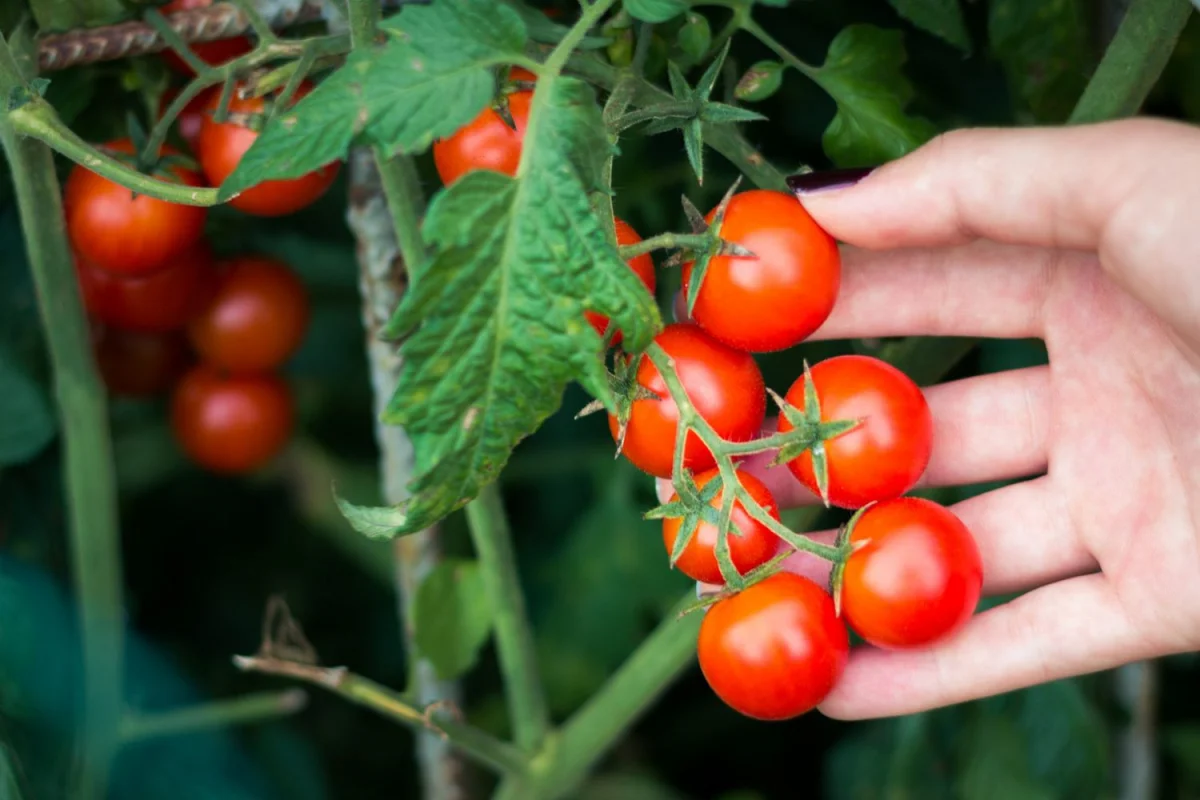astuces pour faire pousser vite les plants de tomates