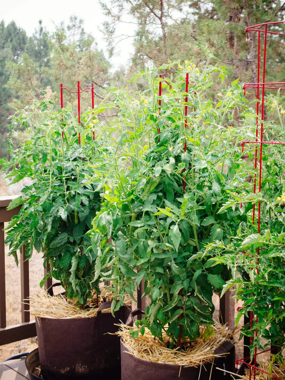 Quelle est la frequence d arrosage des tomates astuces pour maintenir l humidite dans les conteneurs de tomates