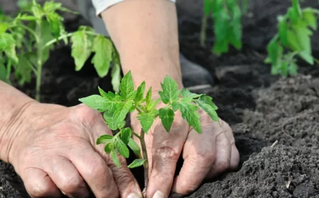 astuces pour reussir la plantation des tomaytes en pleine terre
