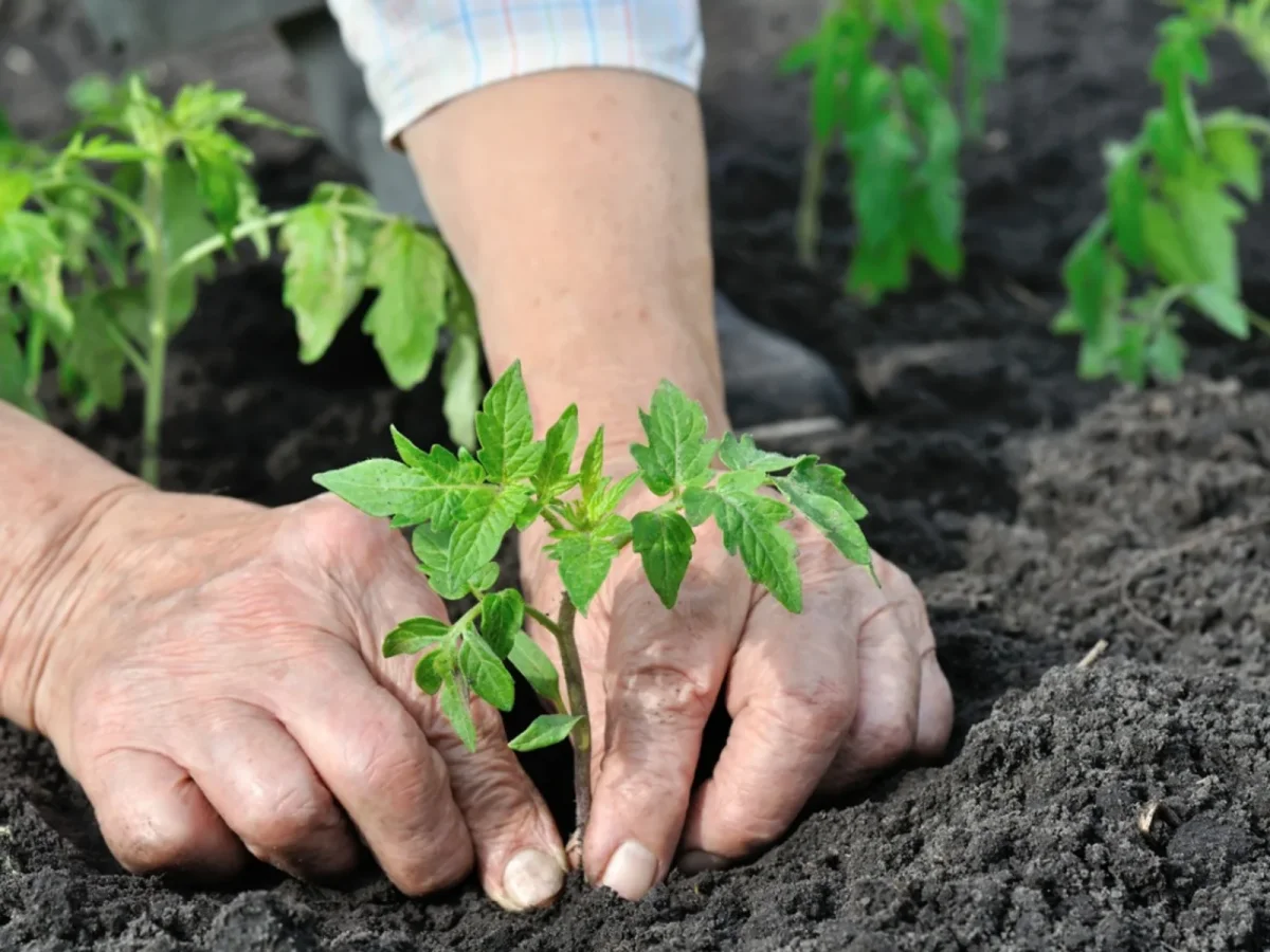 astuces pour reussir la plantation des tomaytes en pleine terre