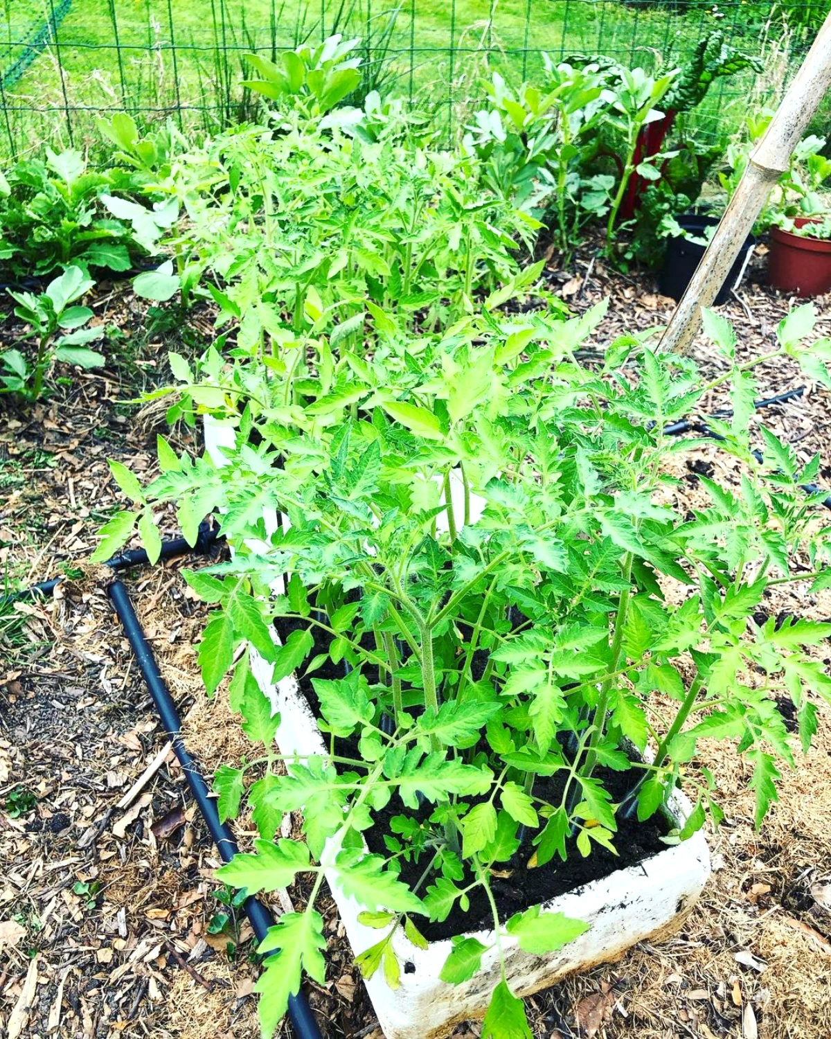 avril plantation des tomates feuilles vertes