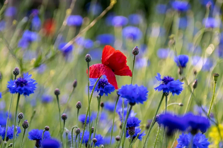 bleuet ces 12 graines de fleurs poussent a la vitesse de la lumiere