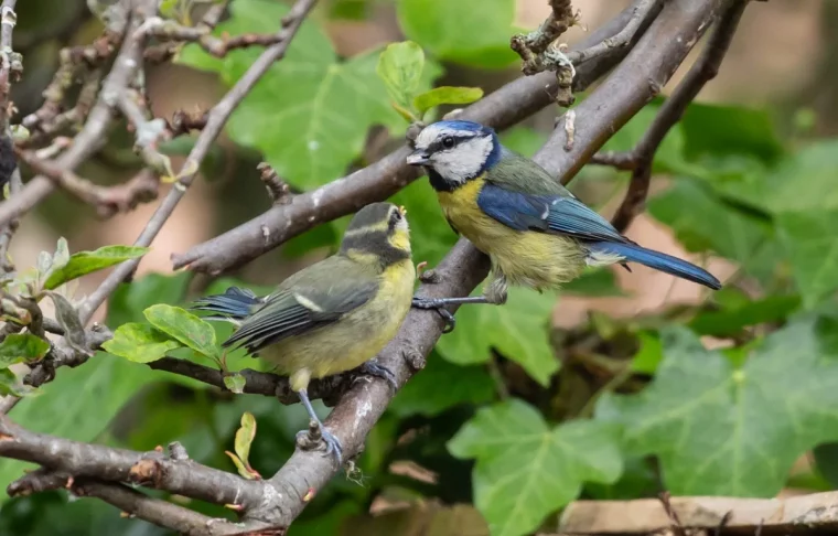 branches arbres oiseaux couple mesanges jardin feuillage