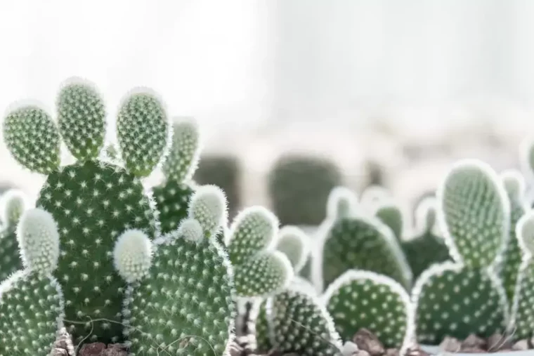 cactus plante ideale a planter en pot a l'exterieur
