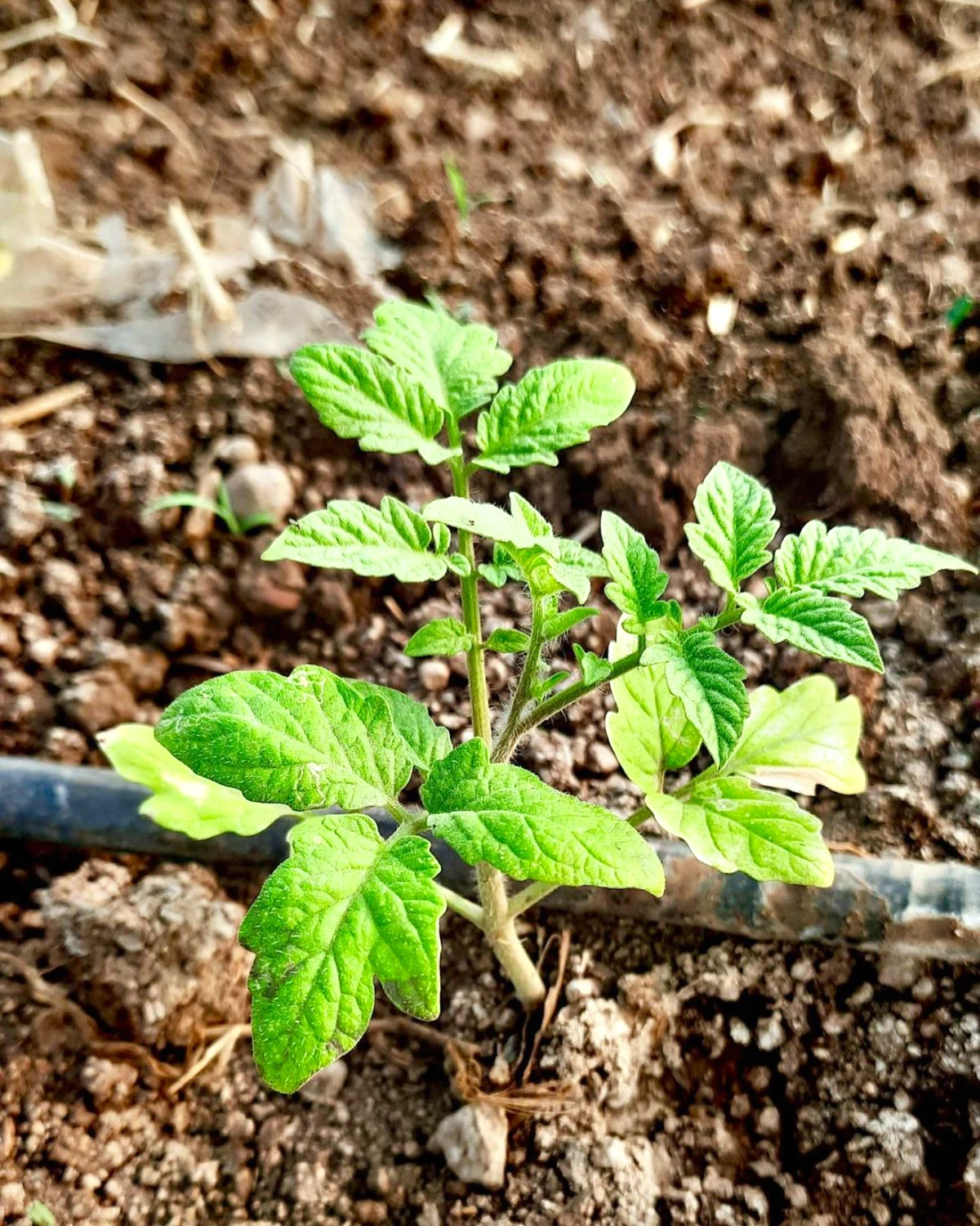 calendrier plantation des tomates feuilles vertes
