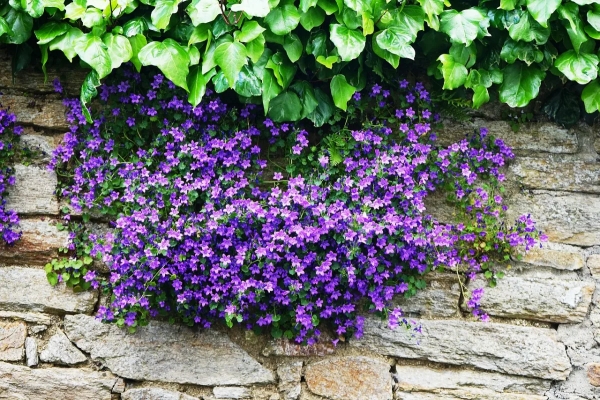 campanule petales violettes feuilles vertes mur pierre