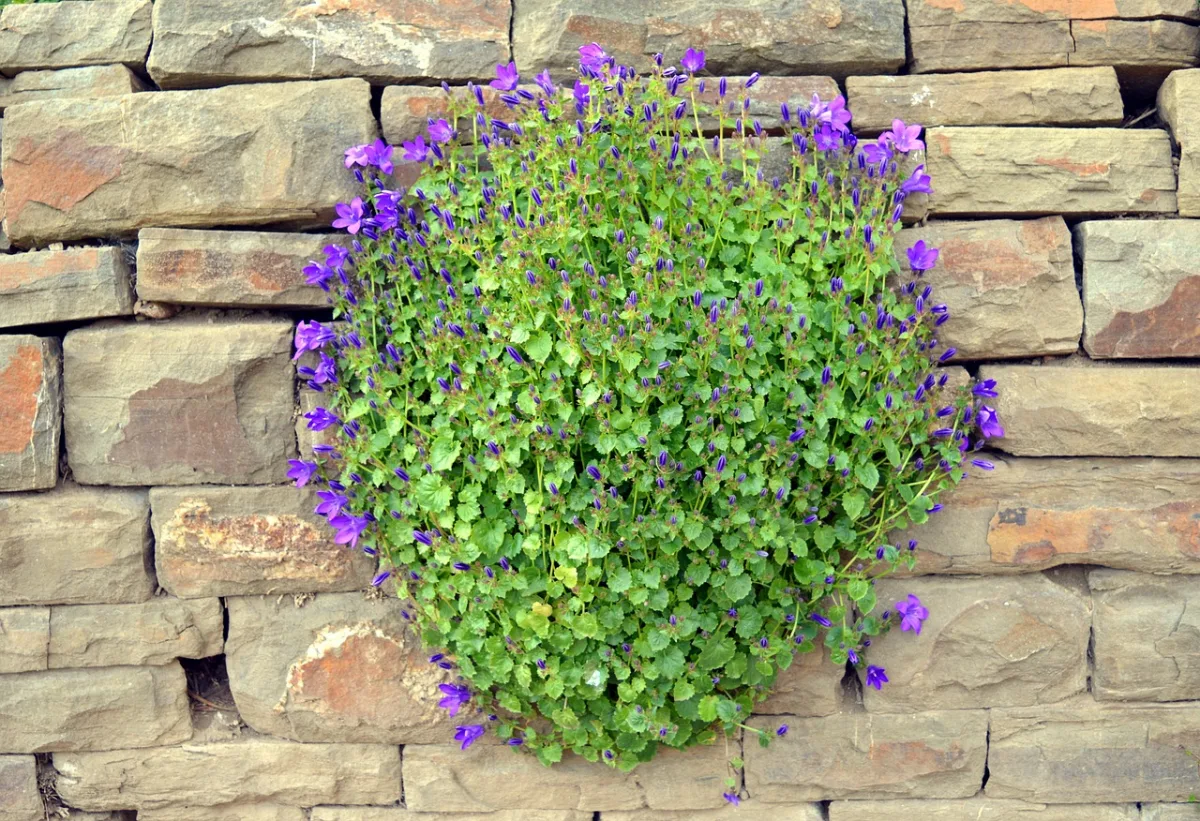 campanule sur mur pierre crevasse fleurs violettes feuillage