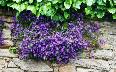 campanules fleurs violettes plante feuillage vert mur pierre jardin