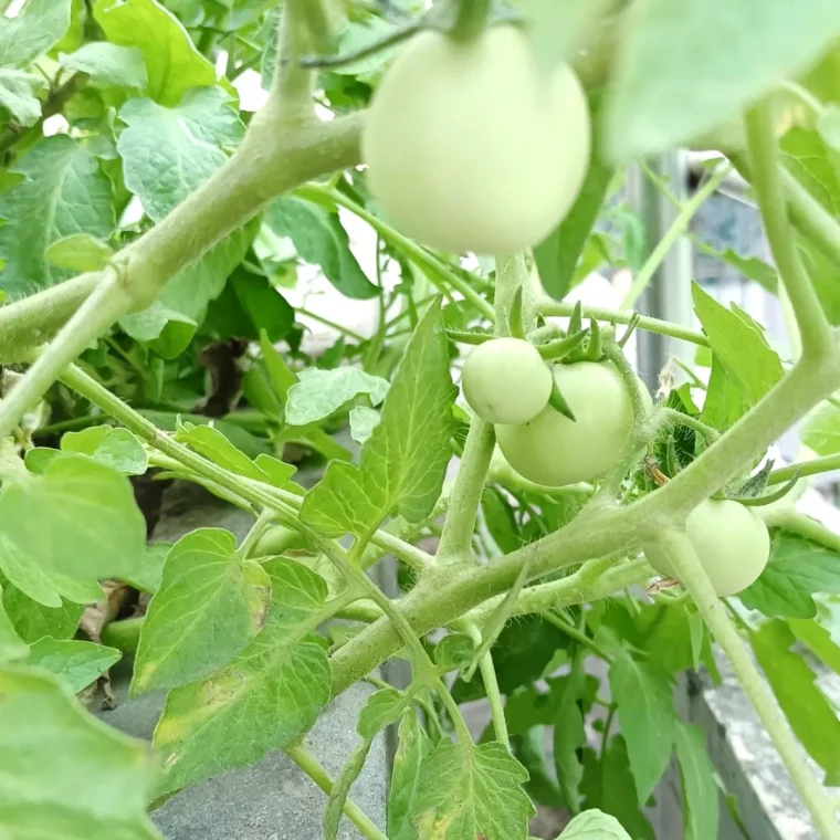 categories des tomates precoce fruits vertes feuilles vertes