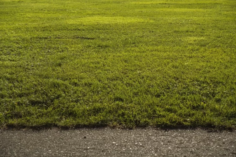 chemin pelouse terrain vert herbe lumiere gazon mauvaises herbes