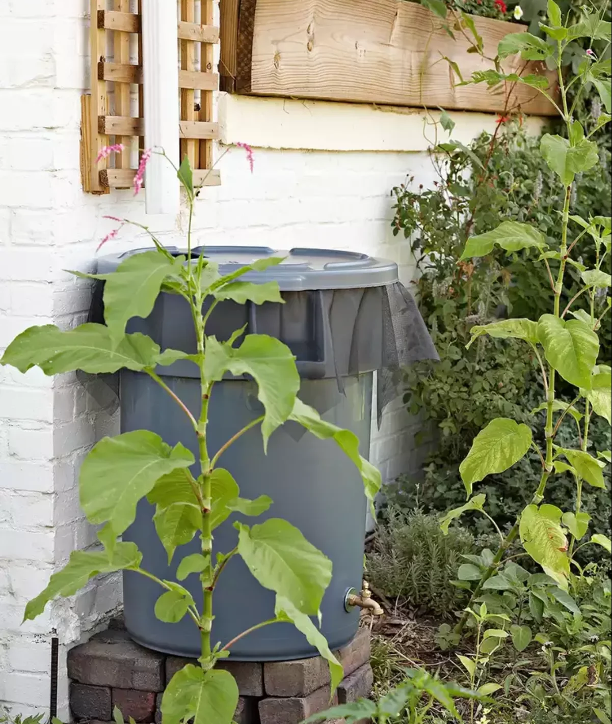 collecteur d eau de pluie récupérateur simple de jardin