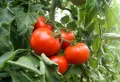 Quelle feuille enlever sur un plant de tomate pour avoir une récolte abondante ? Le guide complet