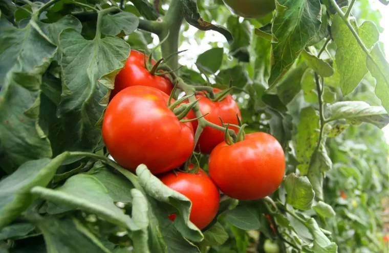 comment accelerer la croissance des tomate sur un pied