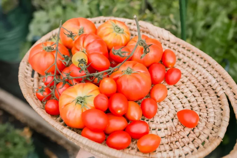 comment accelerer la production de tomates en 2023