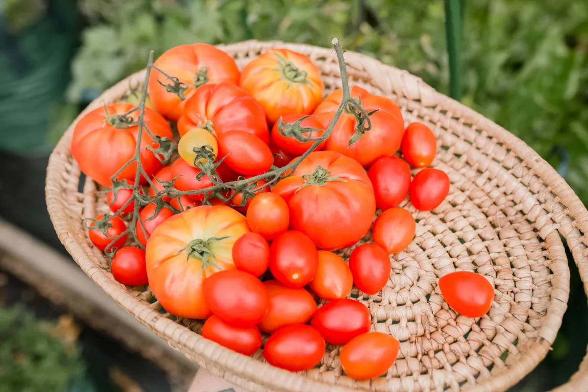 comment accelerer la production de tomates en 2023