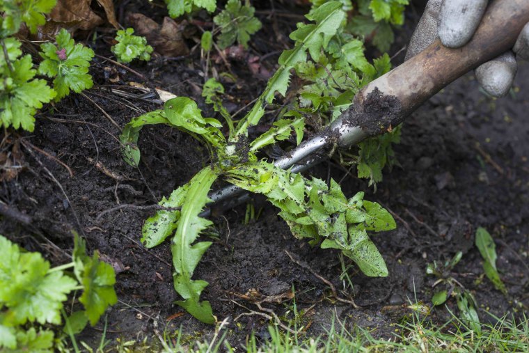 comment arracher les racines de pissenlits feuilles vertes