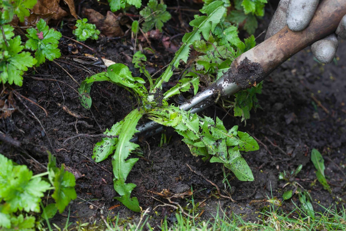 comment arracher les racines de pissenlits feuilles vertes
